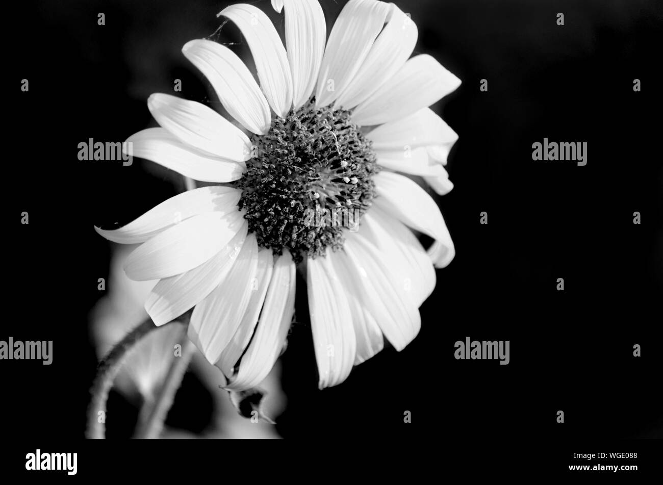 Daisy flower white background hi-res stock photography and images - Alamy