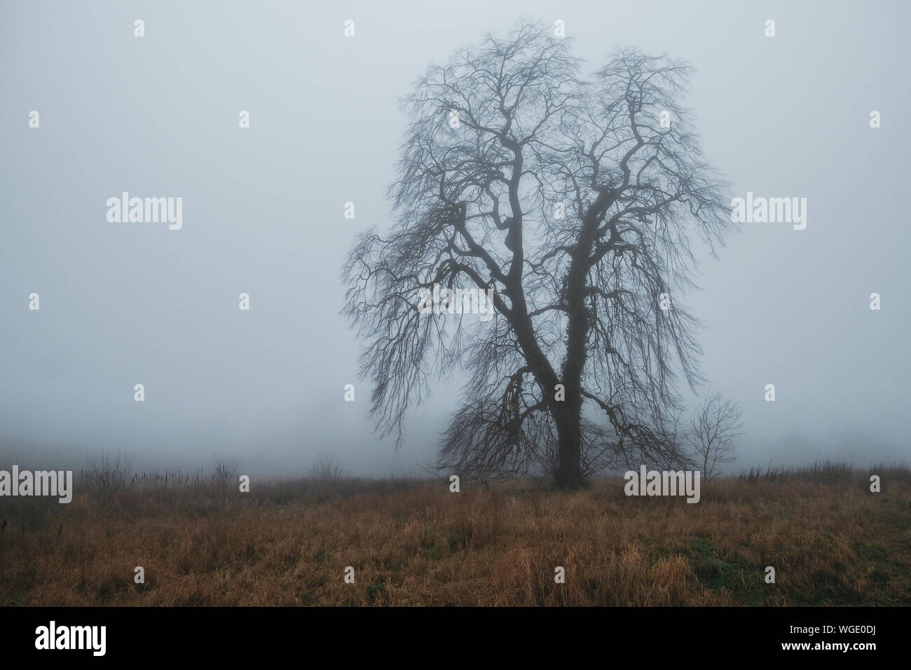 Autumn tree without foliage in a field covered with fog. Scotland Stock Photo