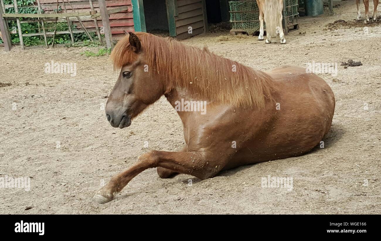 Horse Relaxing On Field Stock Photo Alamy