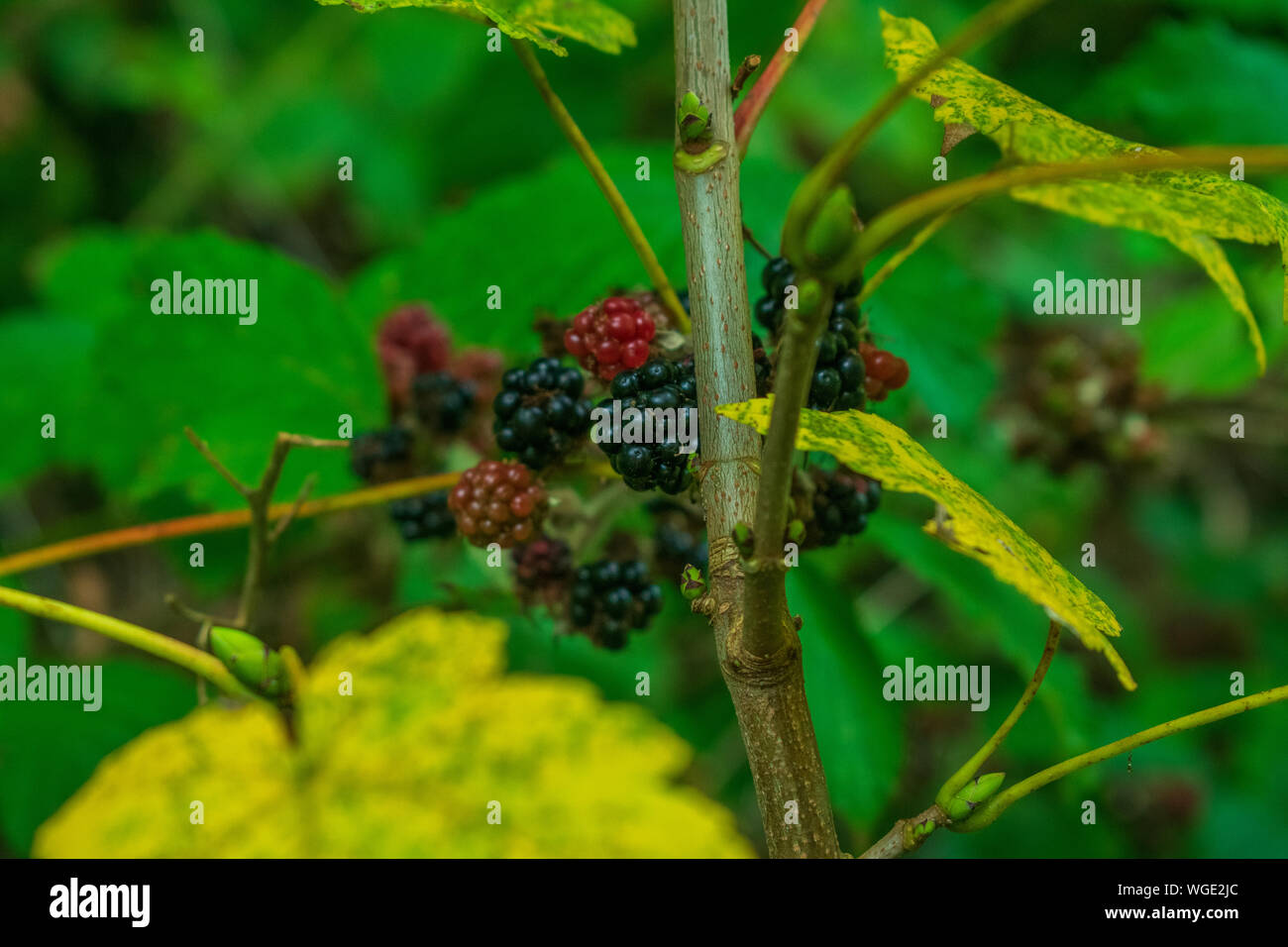 Blackberries on the bush Stock Photo