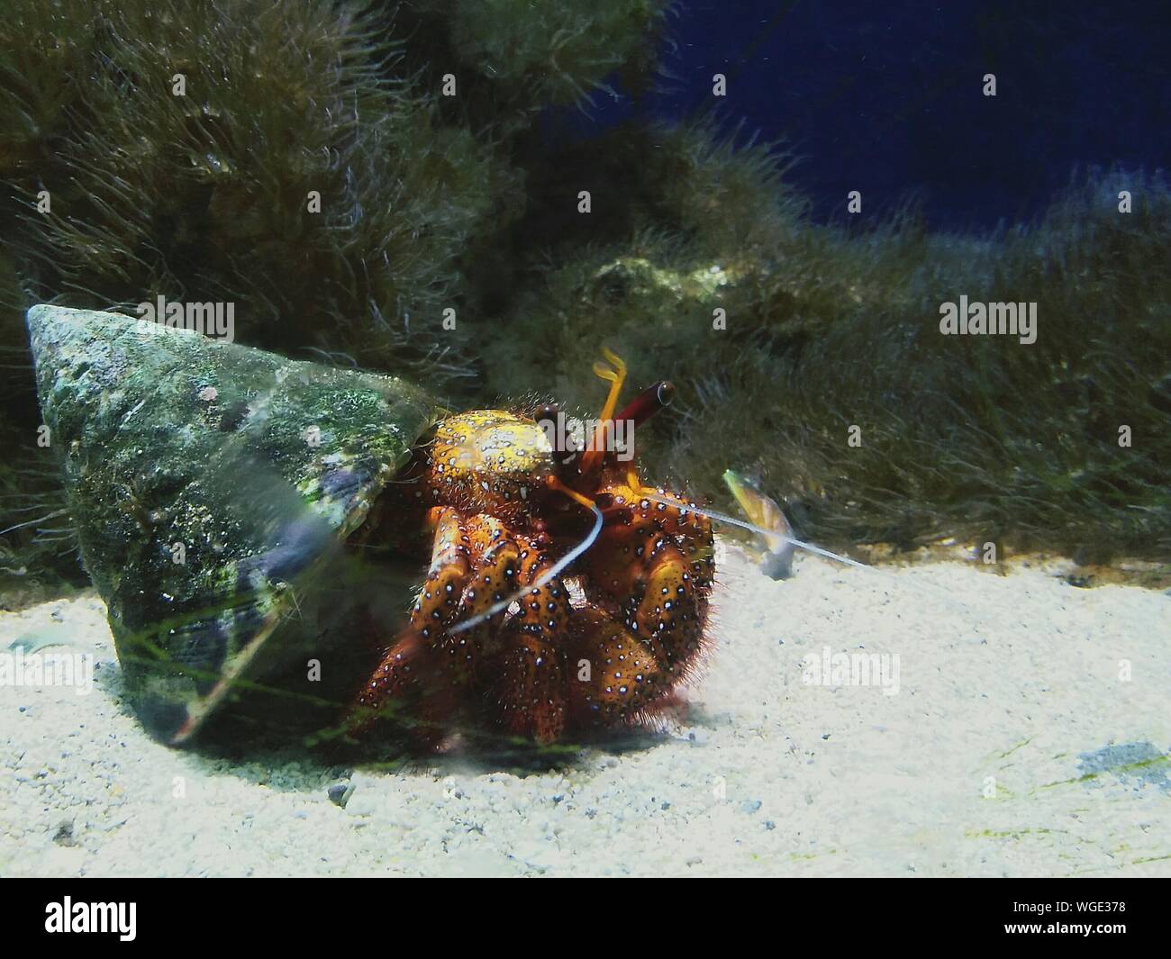 Hermit Crab Underwater High Resolution Stock Photography and Images - Alamy