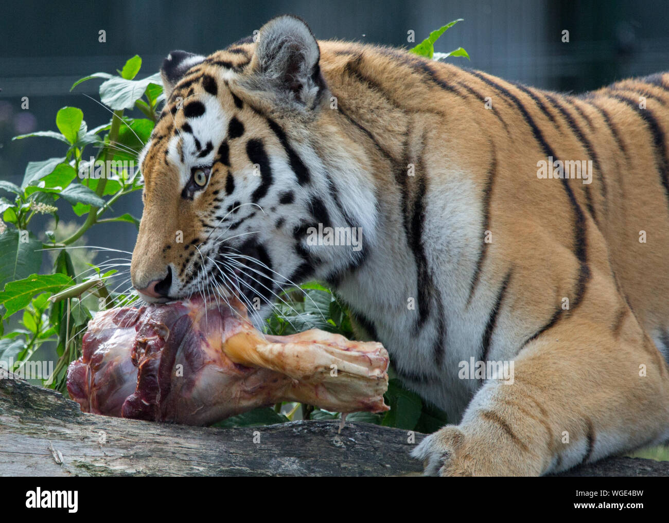Close-up Of Tiger Eating Animal Bone Stock Photo - Alamy