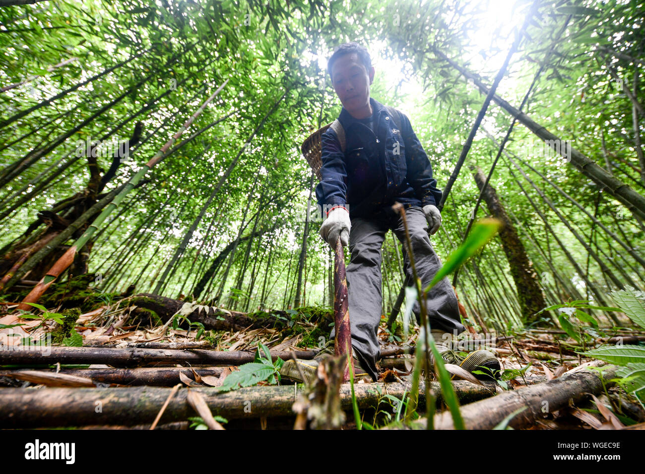 Chongqing 30th Aug 2019 A Man Collects Bamboo Shoots On The Jinfo Mountain In Nanchuan District Of Southwest China S Chongqing Aug 30 2019 A Lucky Bamboo Shoots Collector On The Jinfo Mountain