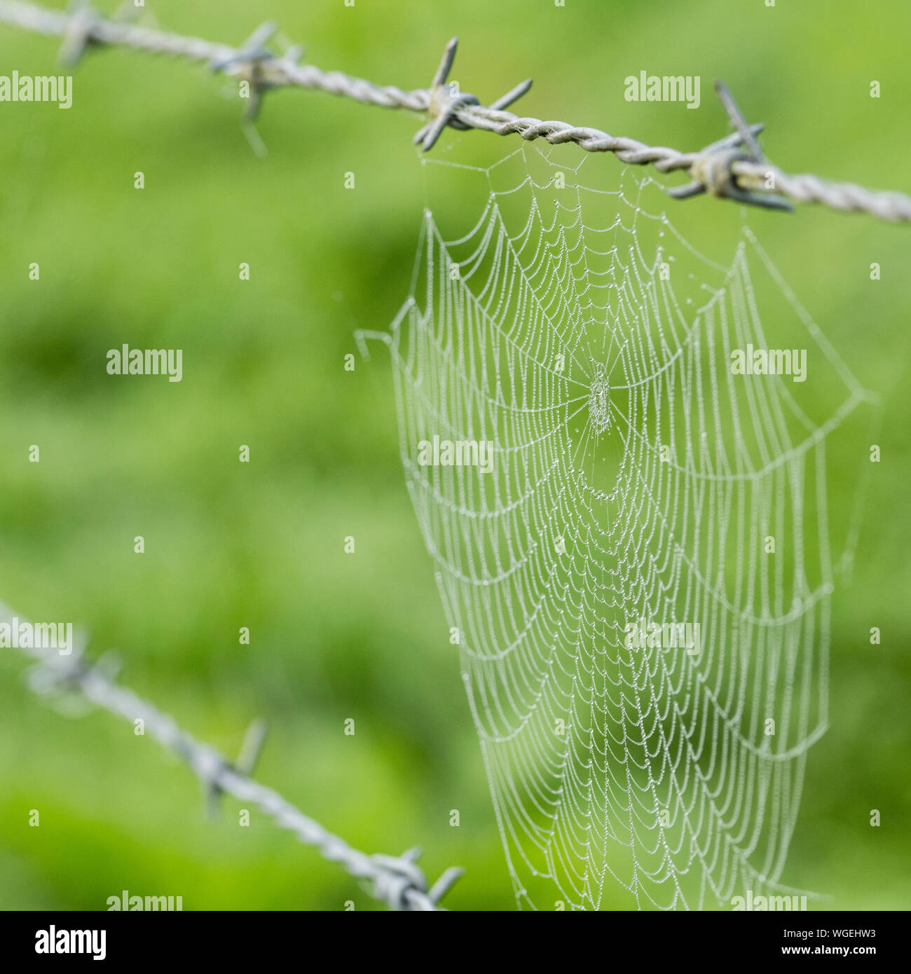 Isolated spider's web covered with remnants of morning dew, woven between two strands of barbed wire on a UK field fenceline. For caught in the web. Stock Photo
