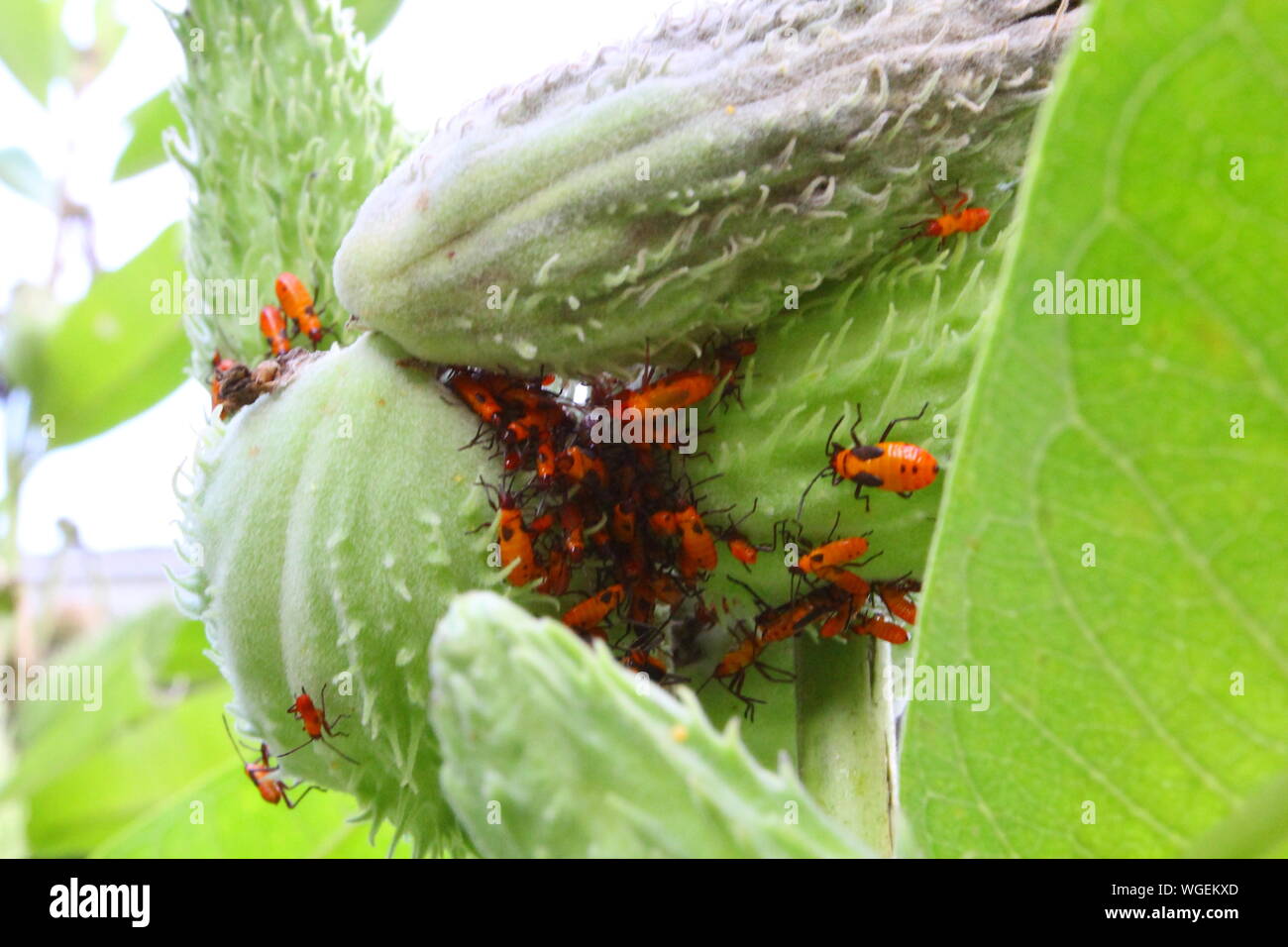 Milkweed Bugs, Ohio Stock Photo Alamy