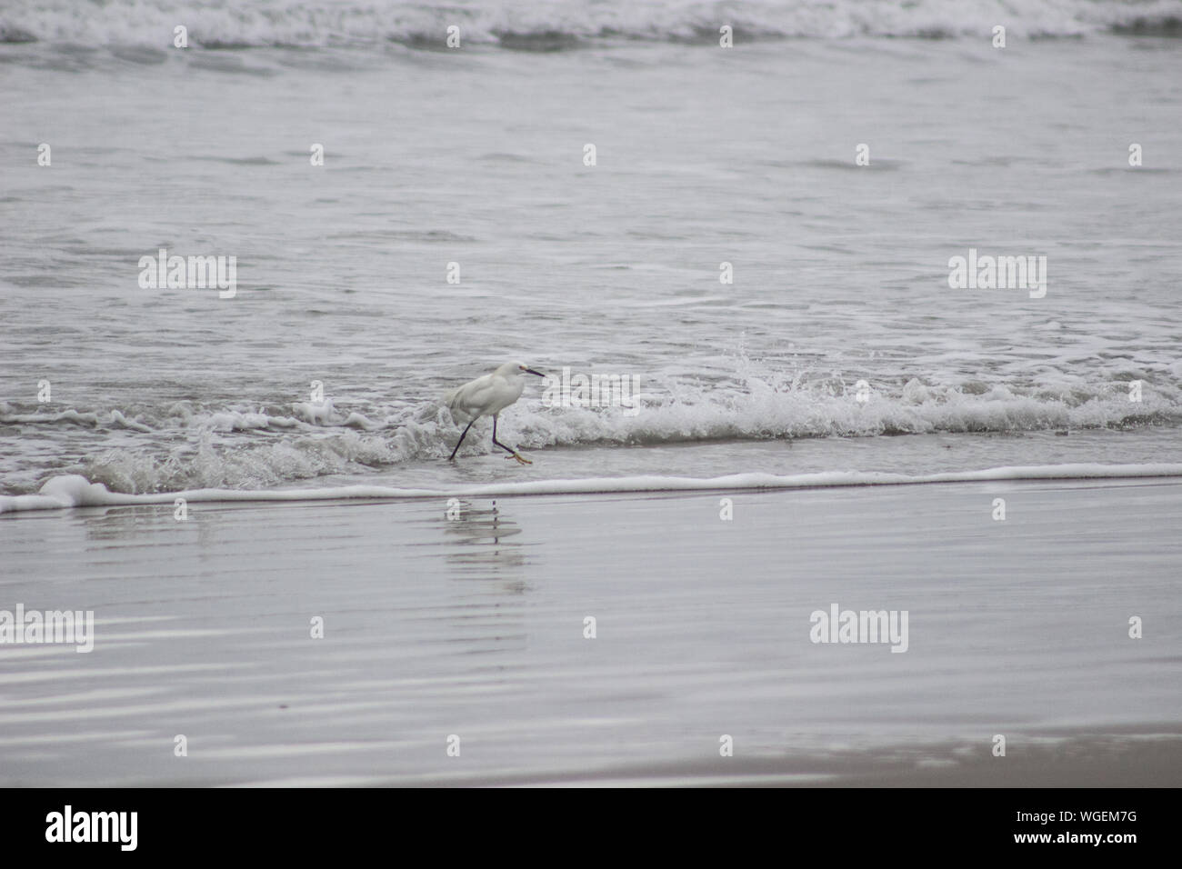 Wader Walking On Wet Shore Stock Photo