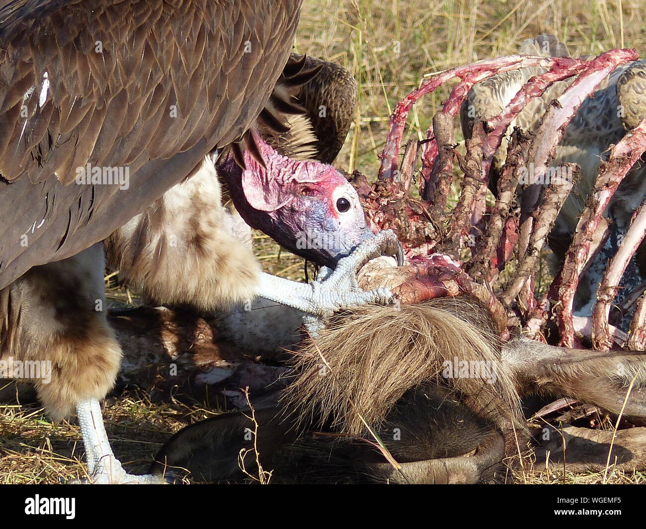 Close-up Of Vulture Eating Dead Animal Stock Photo - Alamy