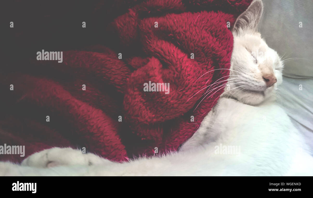 cat sleeping blanket