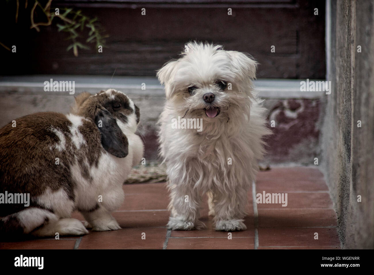 Dog With Rabbit High Resolution Stock Photography and Images - Alamy