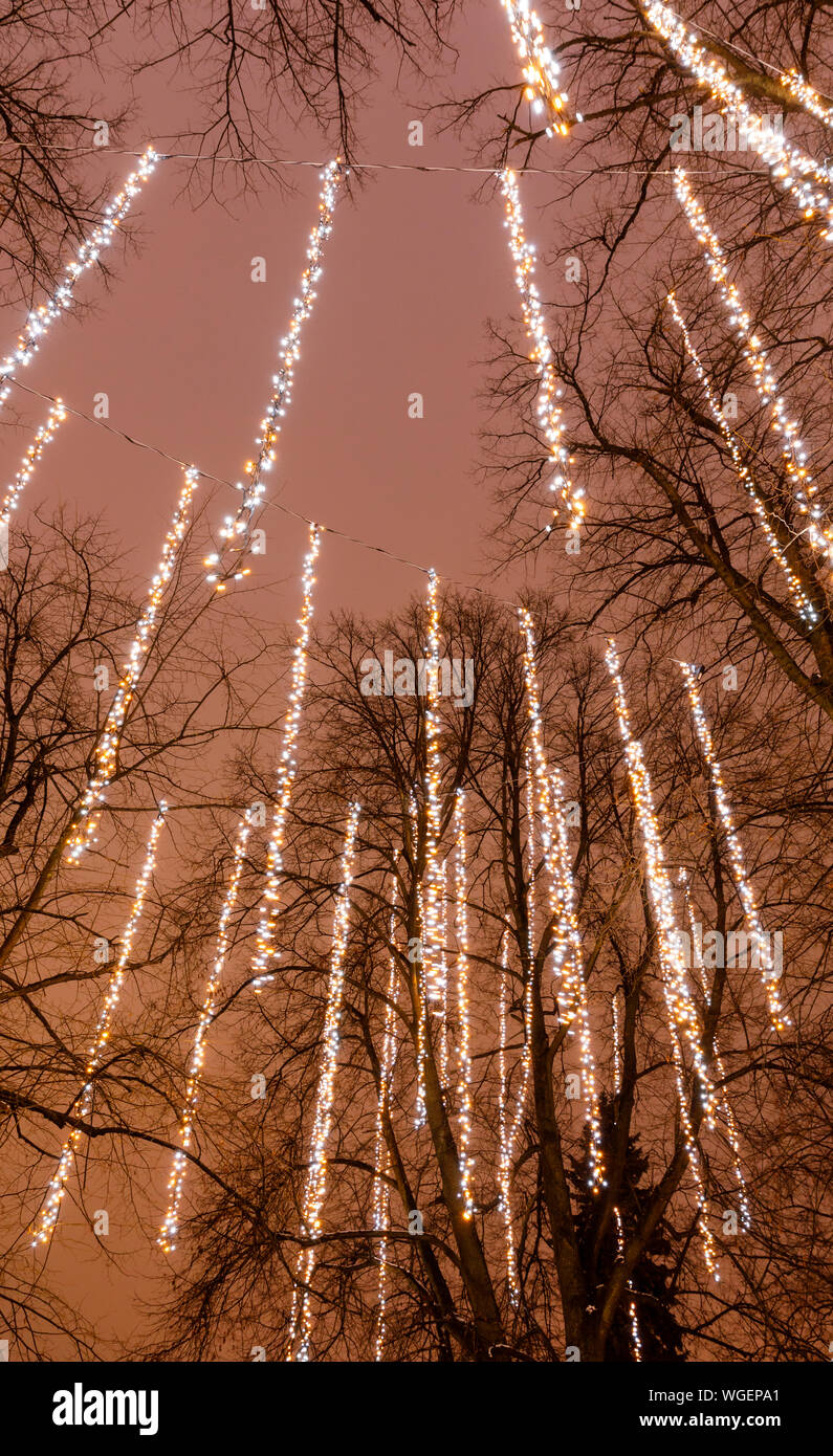 Christmas decorations of long LED light strips hang on bare trees in winter  in Tallinn, Estonia Stock Photo - Alamy