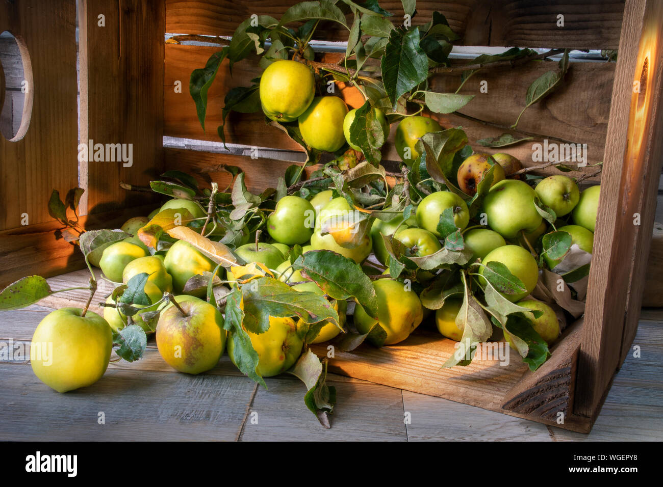 Wooden box of harvested apples ready to be prepared for making home produced preserves and apple brandy. Stock Photo