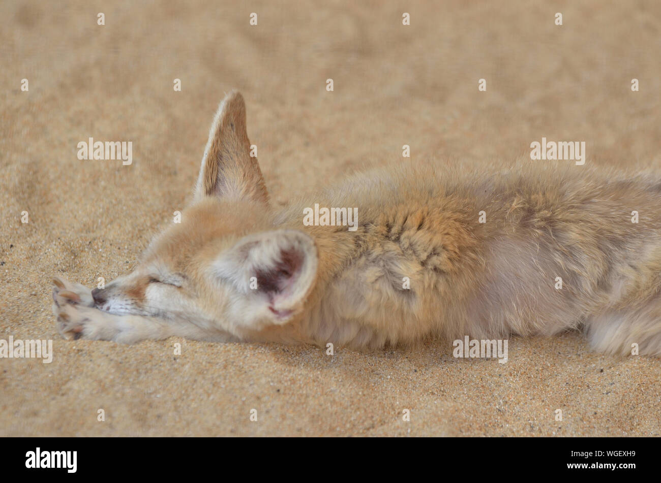Fennec fox close up hires stock photography and images Alamy