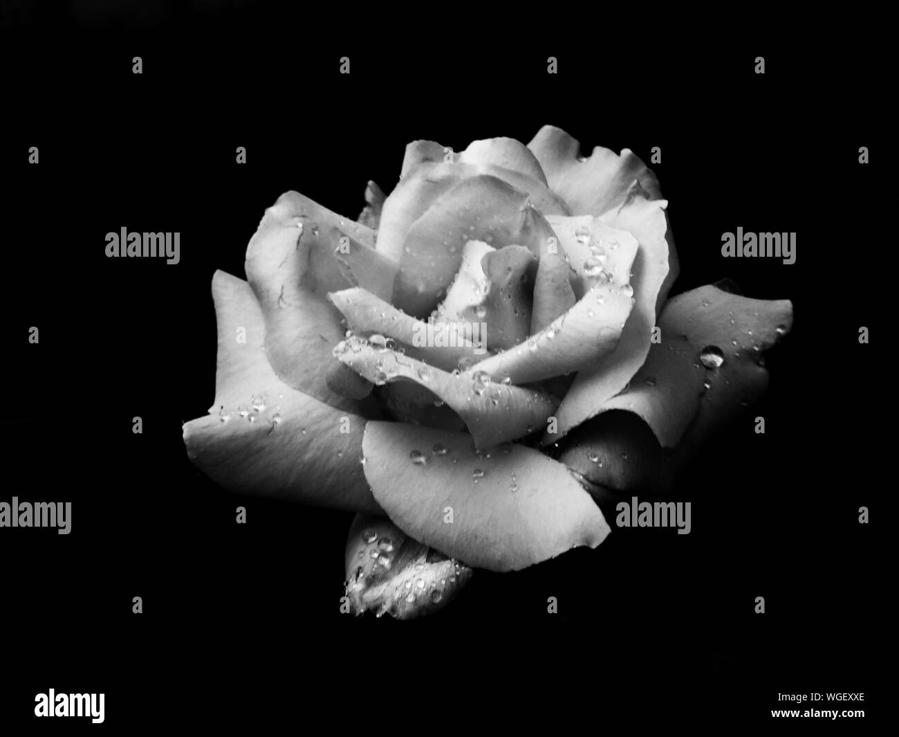 Rose Water Beauty Black and White Stock Photos & Images - Page 2 - Alamy
