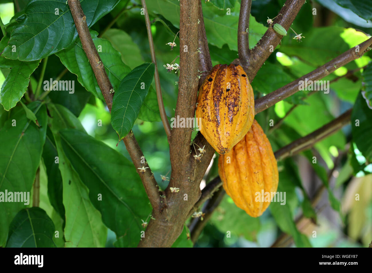 Cocoa tree with pods and flowers Stock Photo