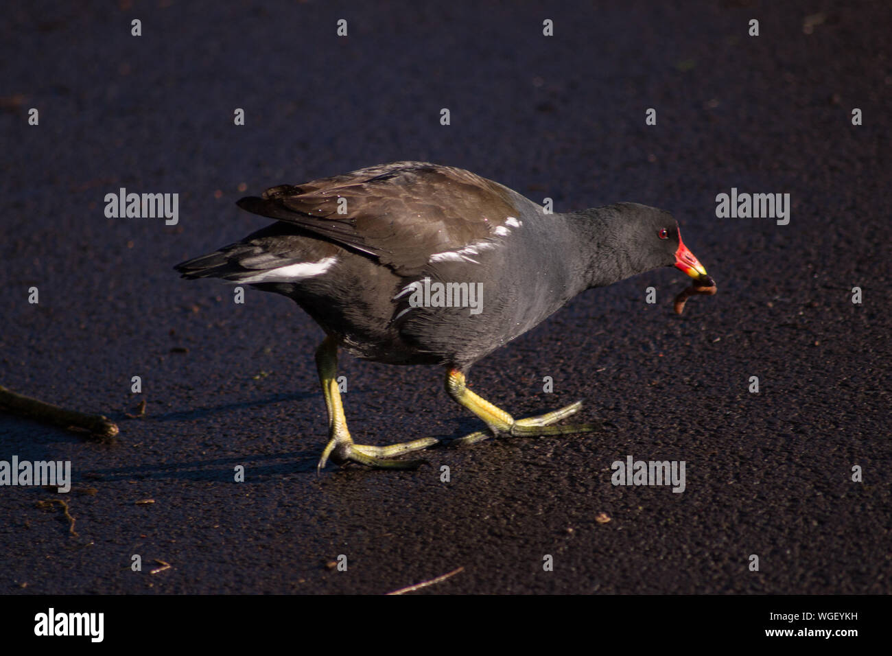 Bird eating insect hires stock photography and images Alamy