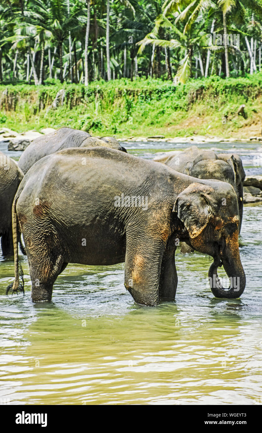 Elephant In Water Stock Photo