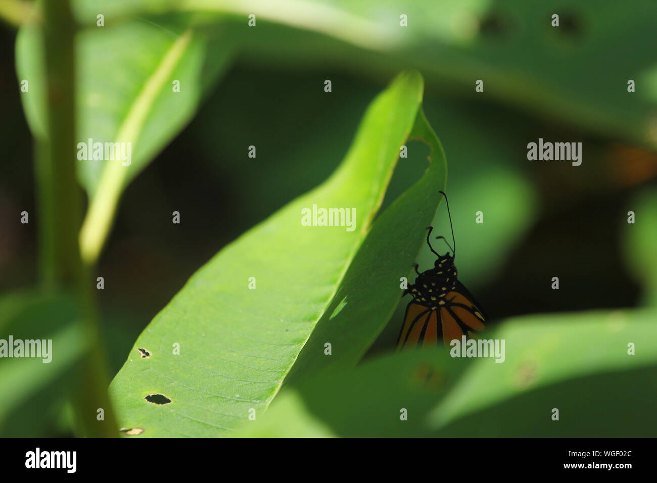Monarch Butterfly on Milkweed, Ohio Stock Photo Alamy