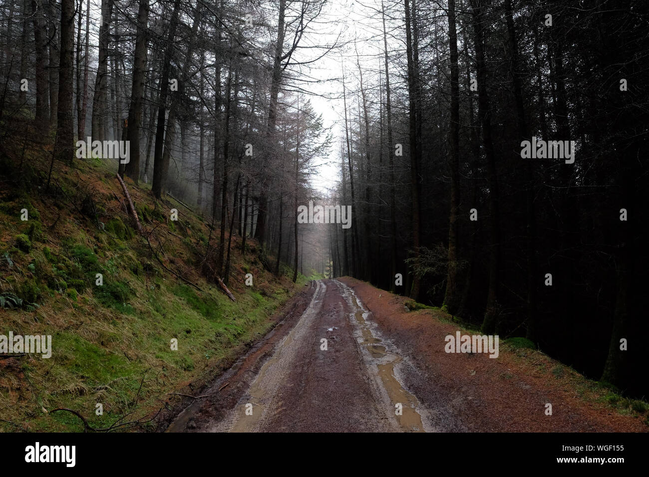 Road Amidst Trees In Forest Stock Photo - Alamy