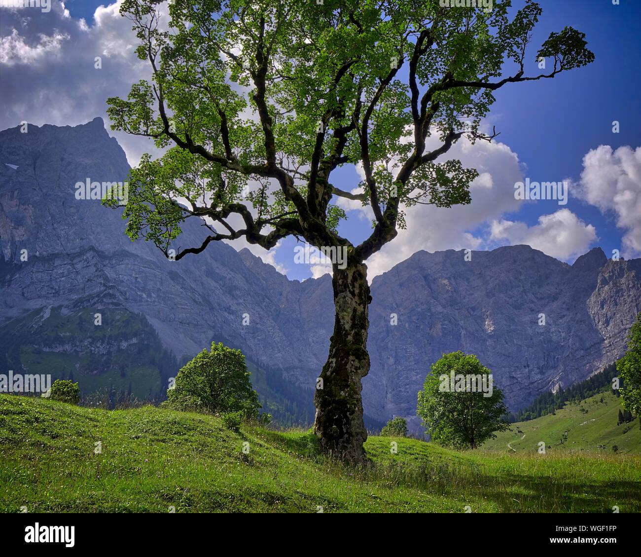 AT - TYROL: Lone Acer Tree at Grosser Ahornboden and Lamsenspitze Mountain Stock Photo