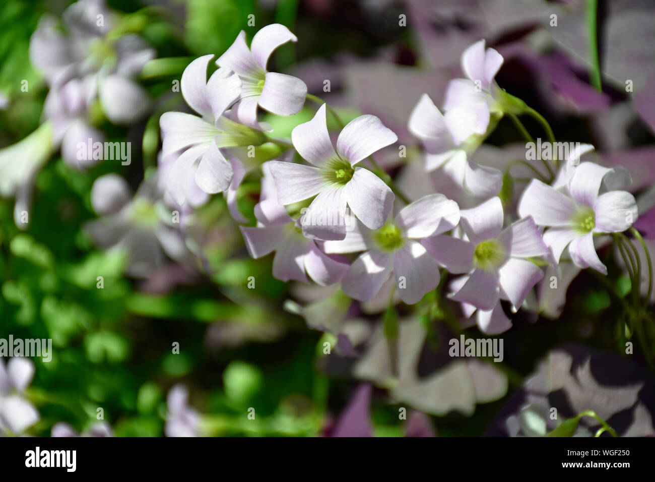 Purple Shamrock Oxalis Flowers from Brazil Stock Photo