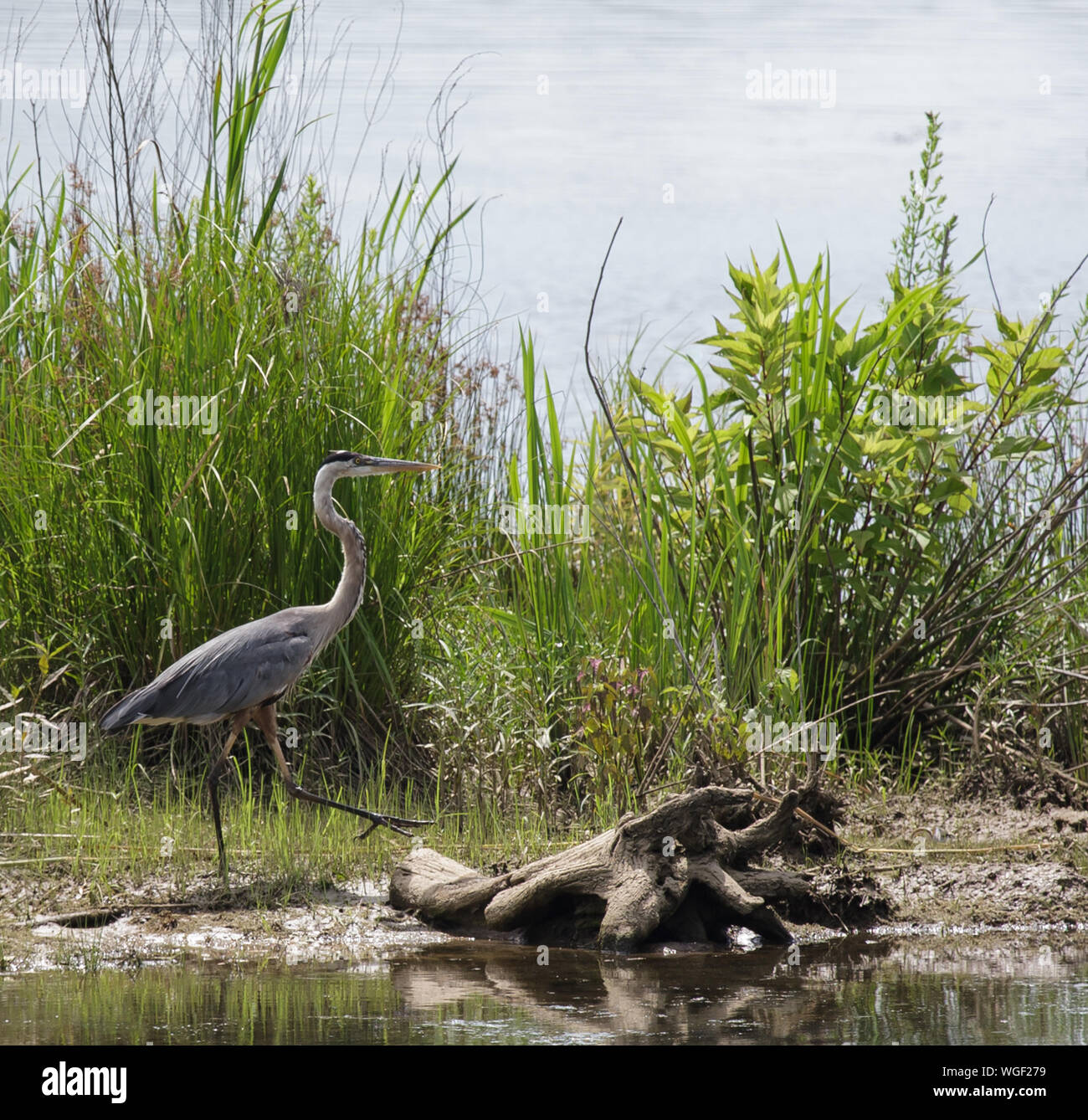 A Great blue heron walks along the shore of Running Water Creek as it enters the Tennessee River. Stock Photo