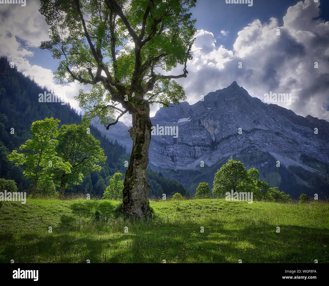 AT - TYROL: Lone Acer Tree at Grosser Ahornboden and Lamsenspitze Mountain  (HDR-Image) Stock Photo