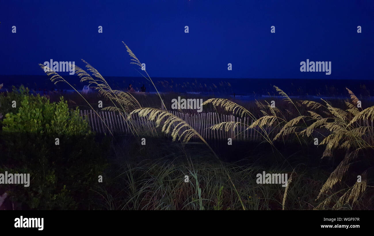 Sea Oat Grass Growing On Field At Night Stock Photo