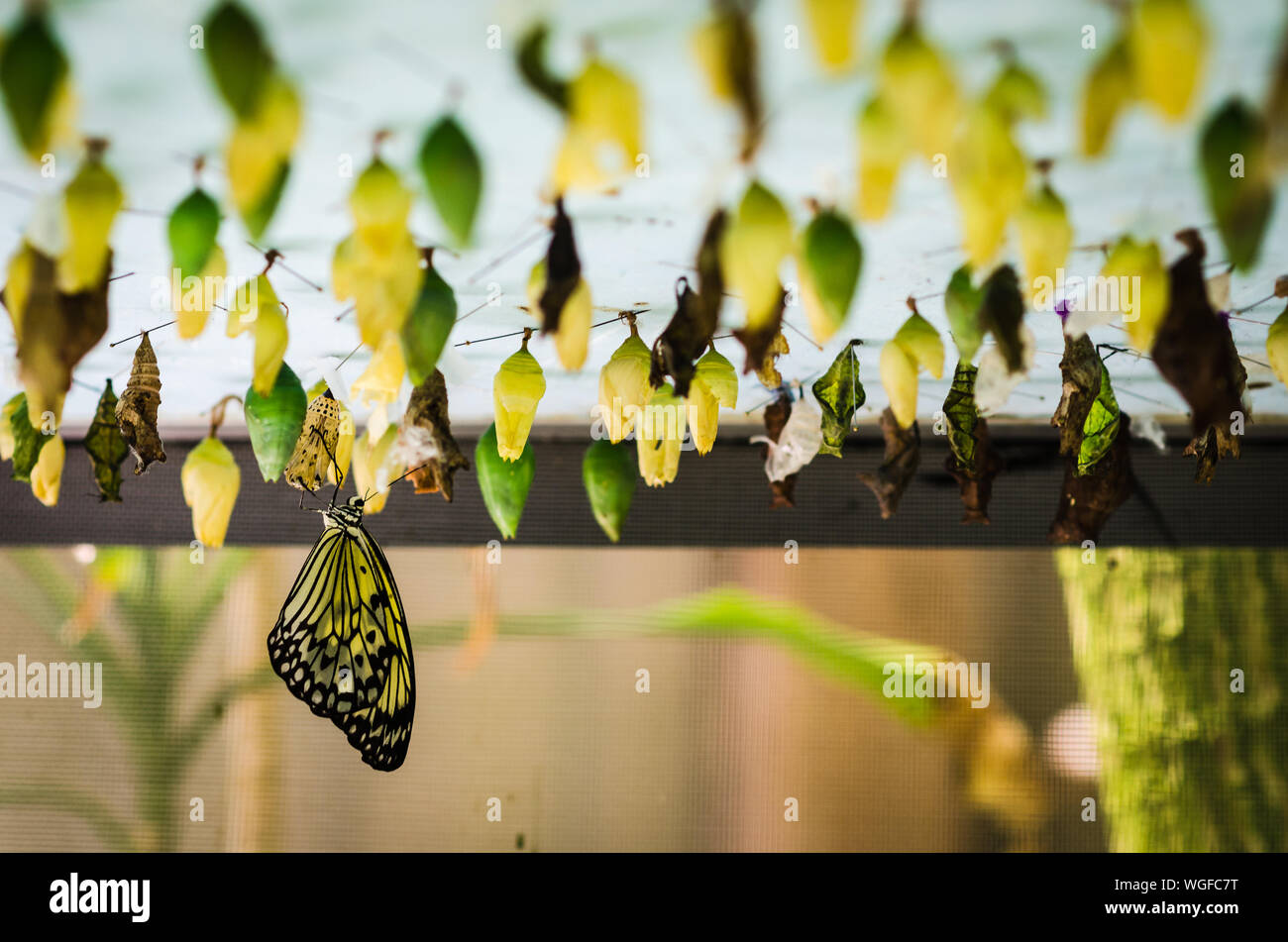 Cocoon butterfly hires stock photography and images Alamy