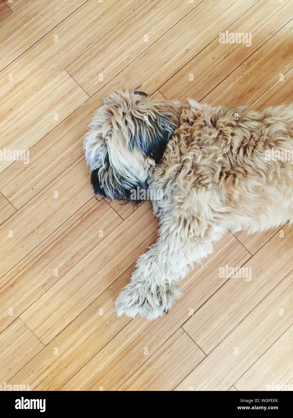 Do Wheaten Terriers Sleep A Lot
