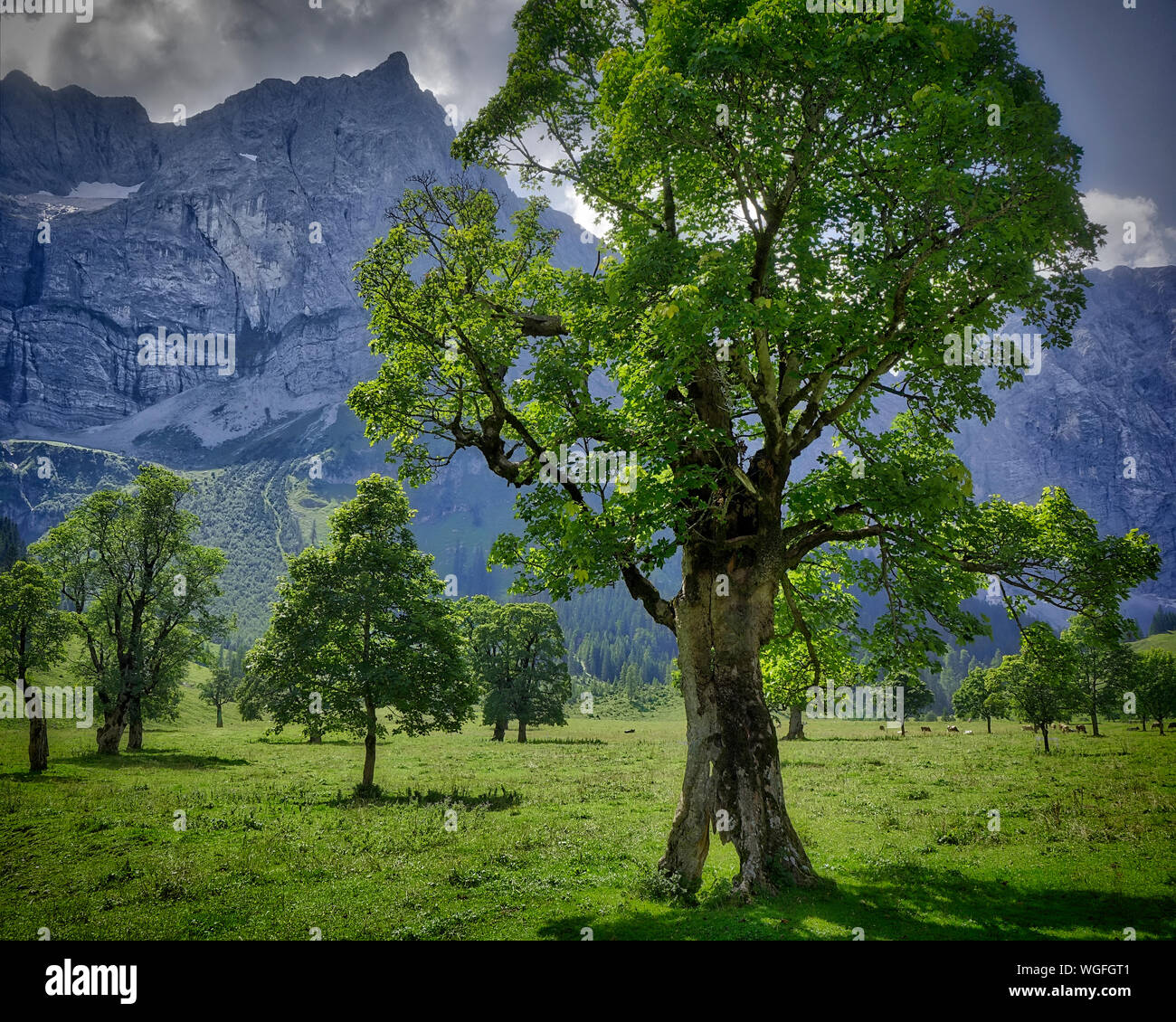 AT - TYROL: Acer Trees at Grosser Ahornboden and Lamsenspitze Mountain  (HDR-Image) Stock Photo