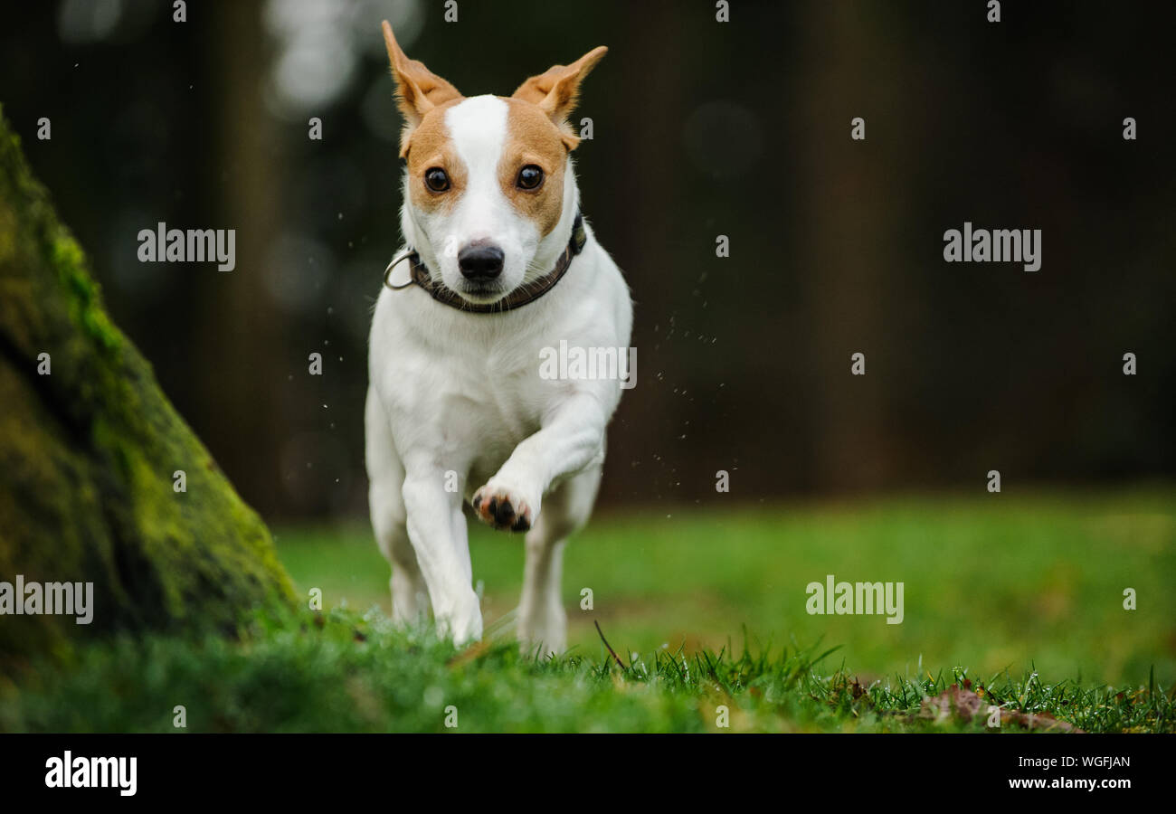 Dog Running On Grass Field Stock Photo
