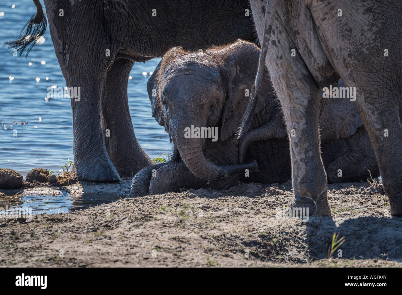 African Elephant At Waterhole In Forest Stock Photo
