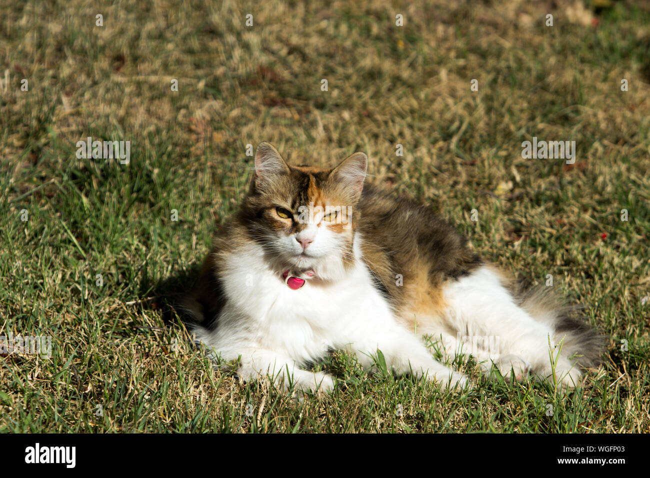 Furry calico cat lying under sun on grass, seen from front, staring at the lens with sharp looks.Cat bears a red collar to prevent flea. Stock Photo