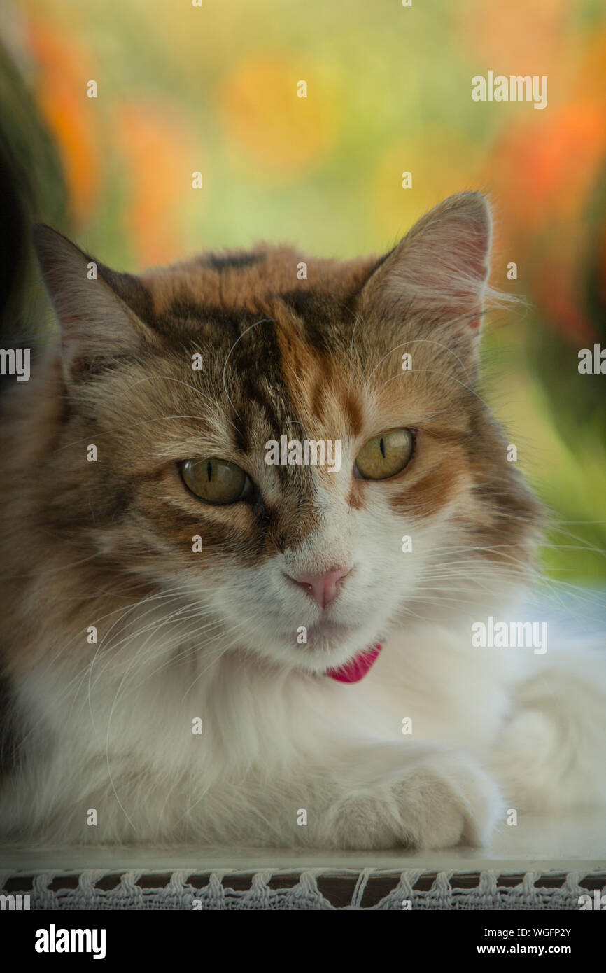 Portrait of adorable adult female calico cat's face with copy space on top with green-orange bokeh. Stock Photo