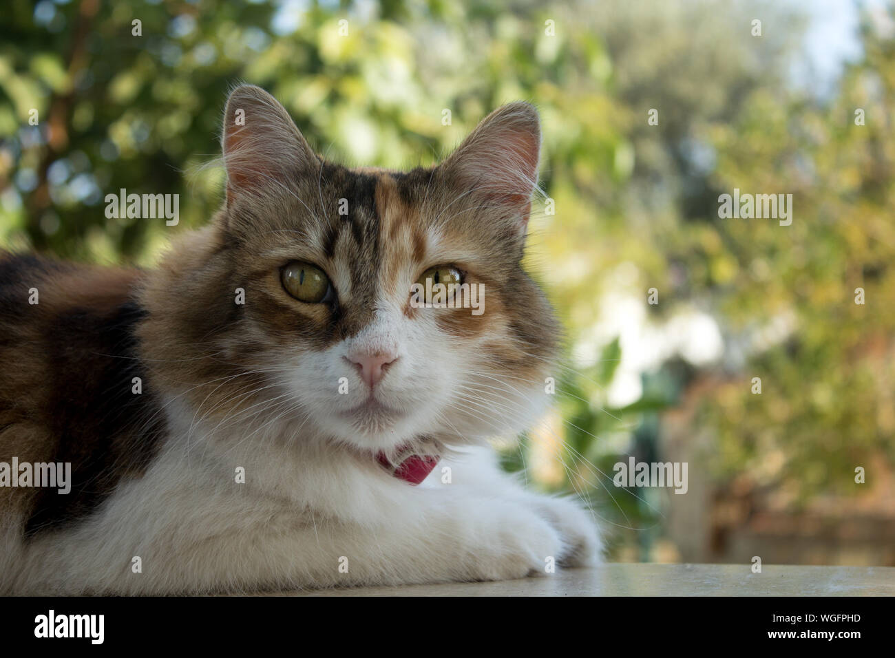 Half body portrait of a nice calico cat, facing at the lens.With large copy space and nature bokeh. Stock Photo