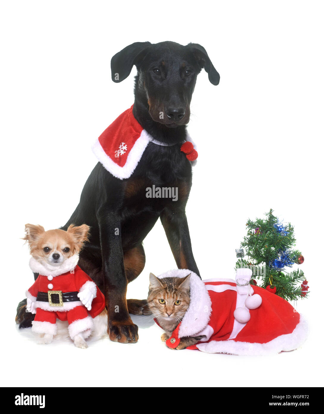 Portrait Of Pets Wearing Christmas Costume Against White Background Stock Photo