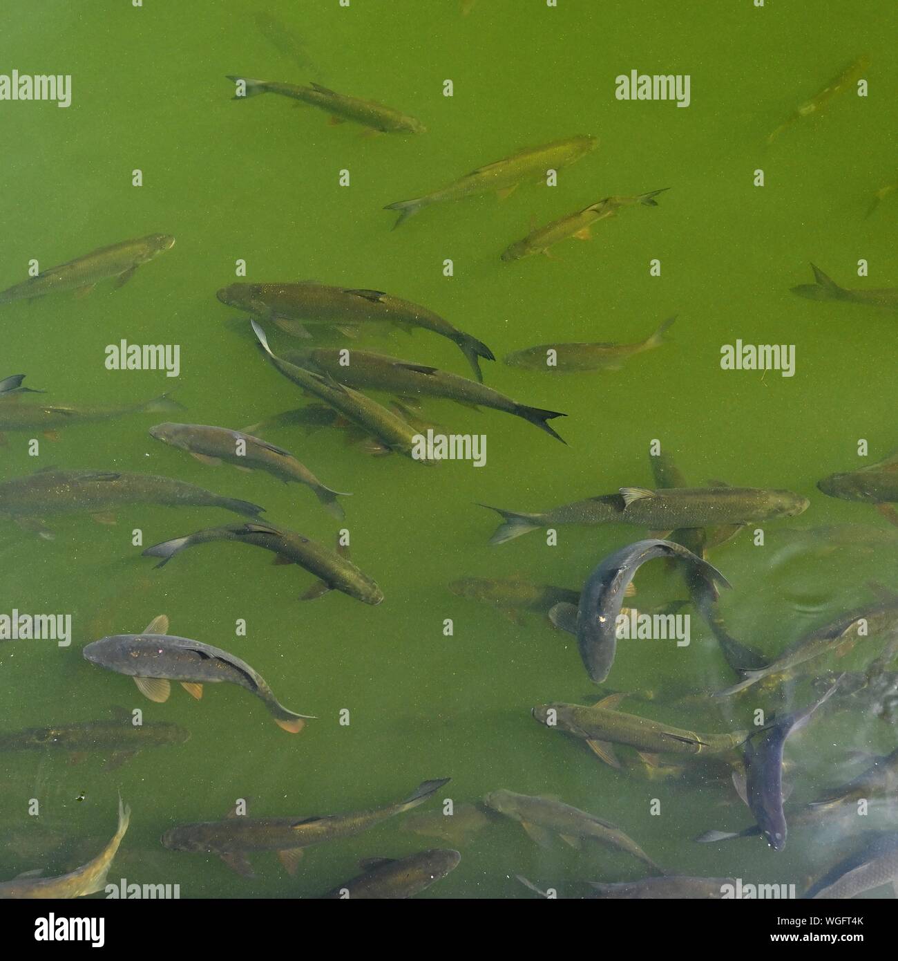 Fish in water. Common carp (Cyprinus carpio) Concept for sport fishing ...