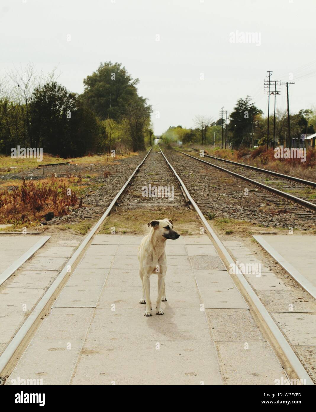 Dog on railroad tracks hires stock photography and images Alamy