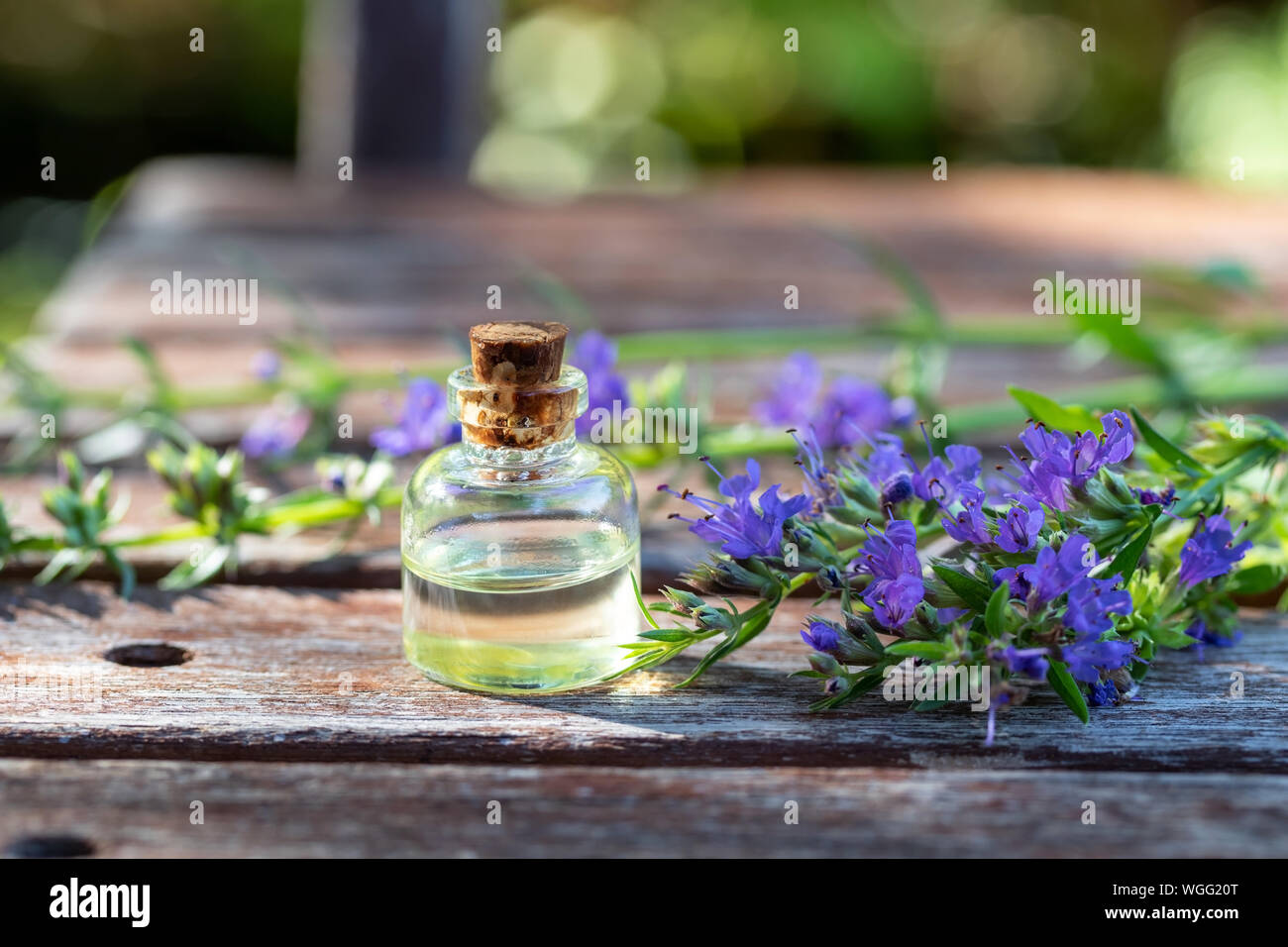 A bottle of essential oil with fresh blooming hyssop twigs Stock Photo ...