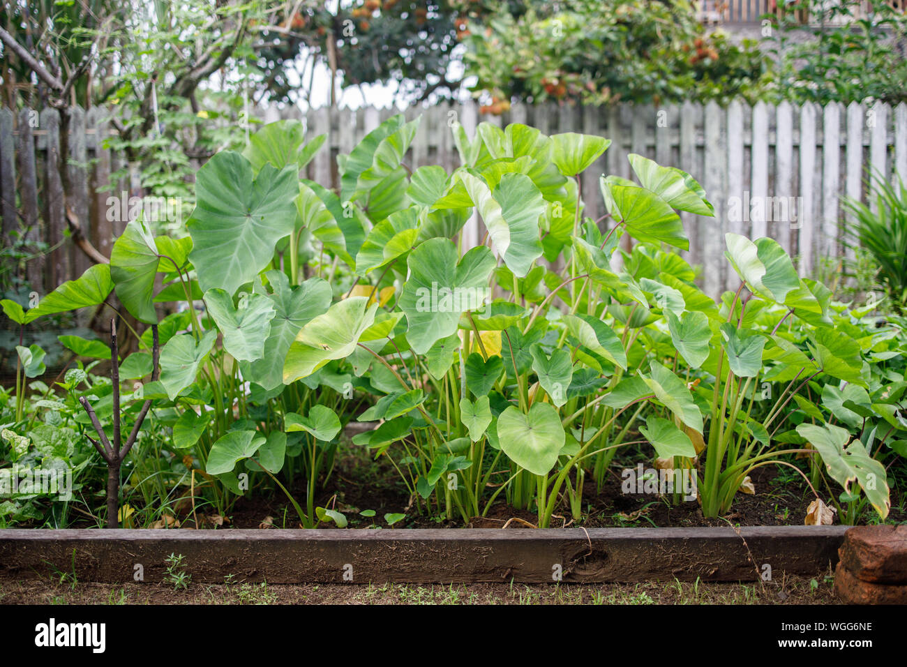 A Large Yam Plant Seen in a Garden Stock Photo