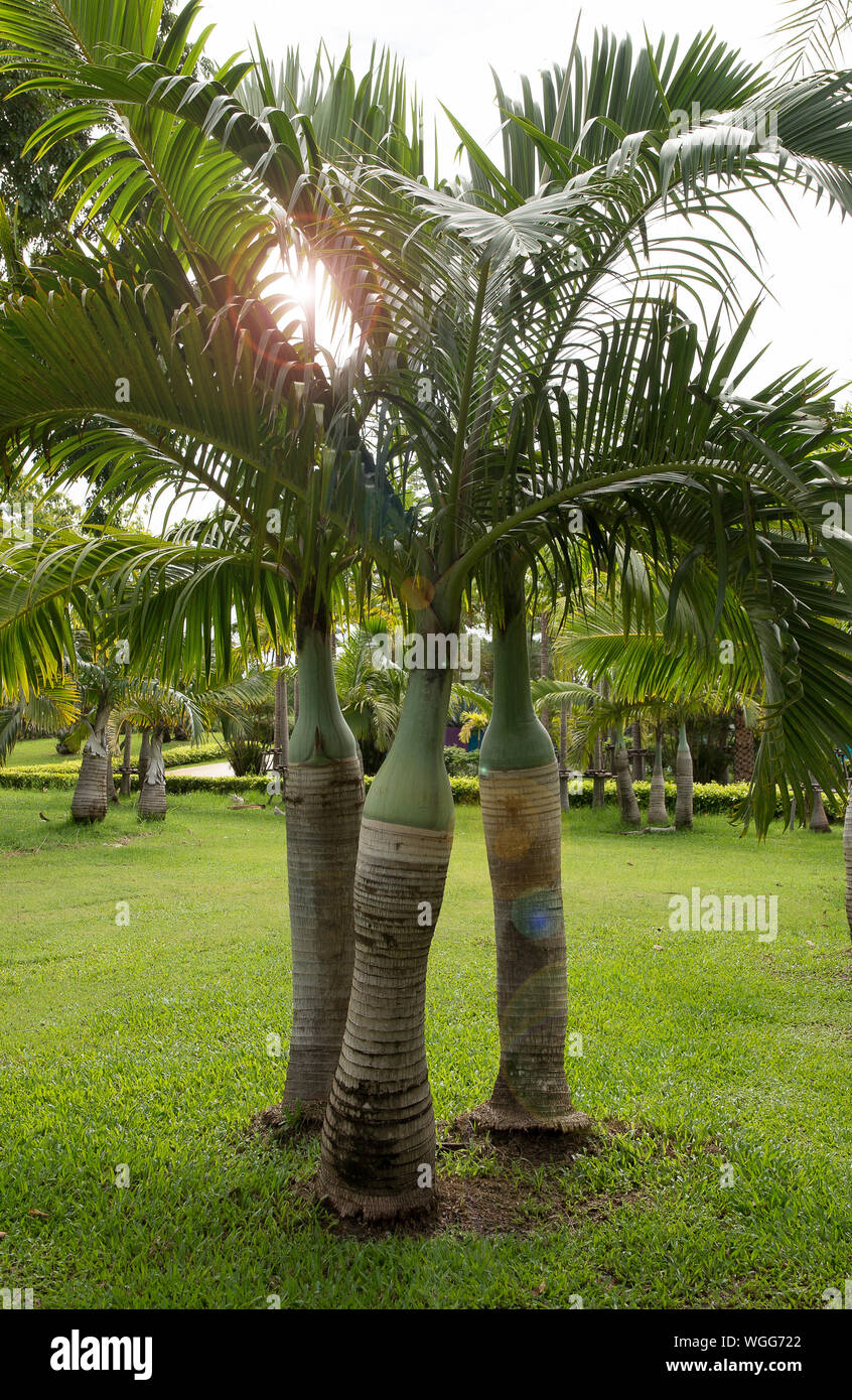 Man made palm tree hires stock photography and images Alamy