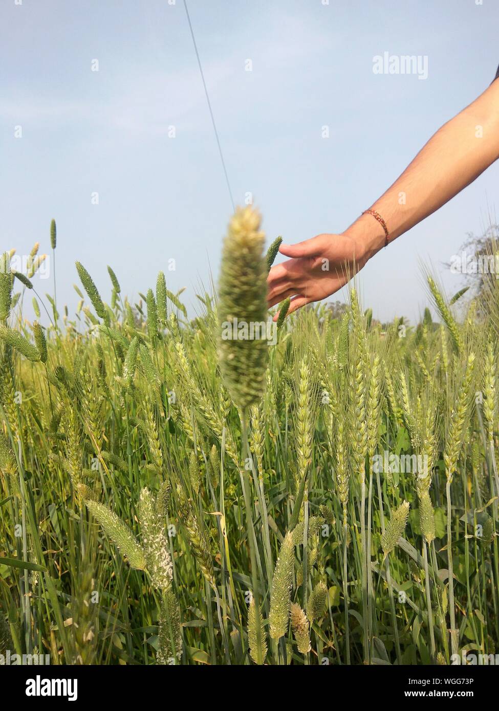 Cereal plant crop plant hires stock photography and images Alamy