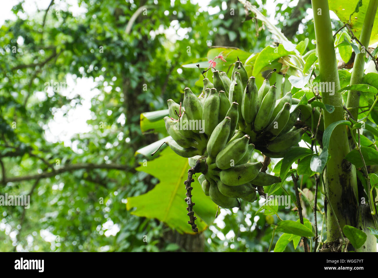 Unripe Bananas On Tree Stock Photo