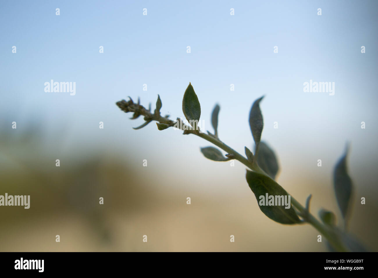 Little plant over bokeh background Stock Photo
