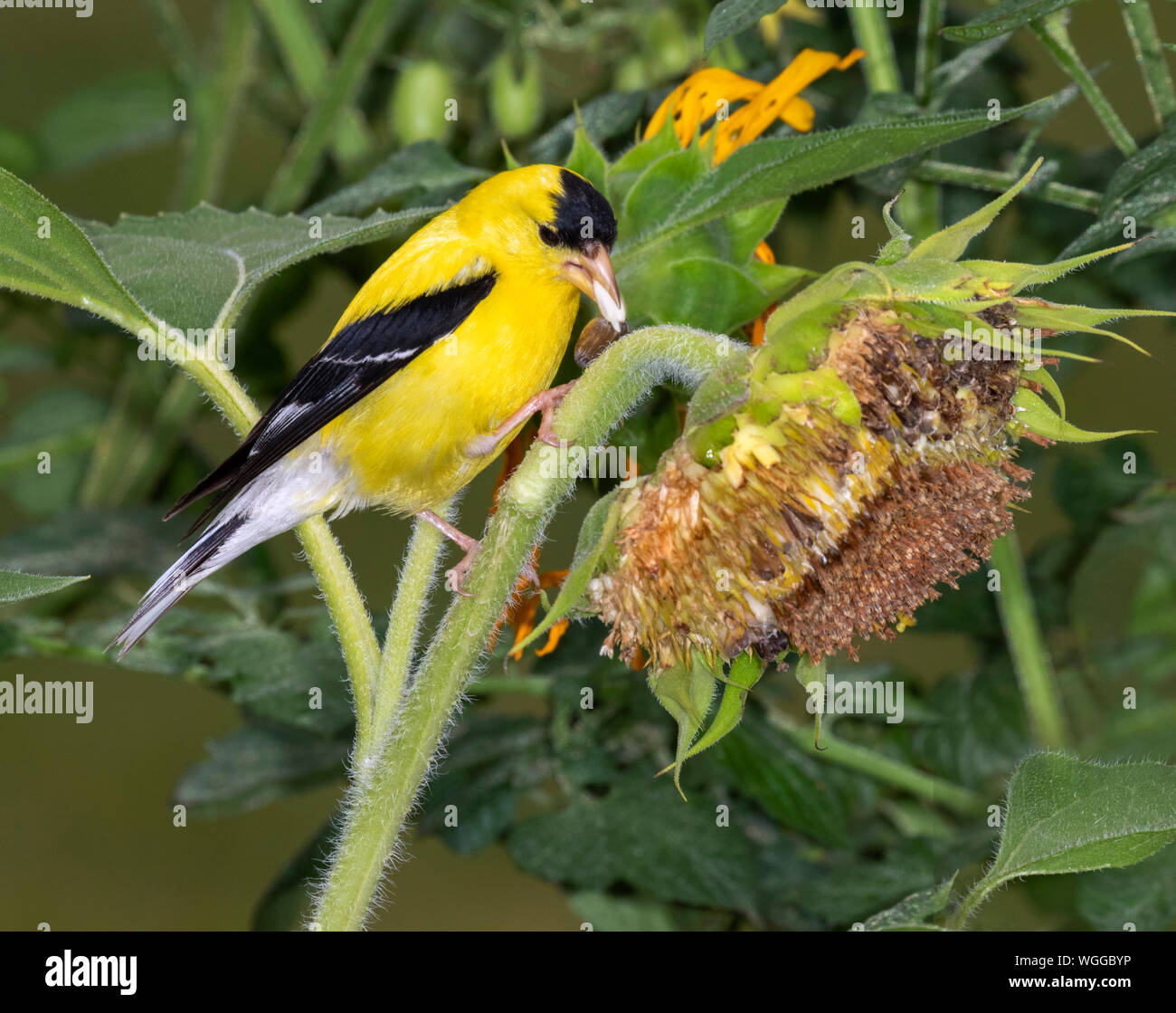 American goldfinch (Spinus tristis) male feeding on sunflowers, Iowa, USA. Stock Photo
