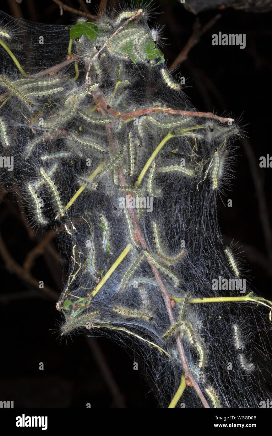 Nest of fall webworms, caterpillars of the Fall Webworm Moth (Hyphantria cunea), Iowa, USA Stock Photo