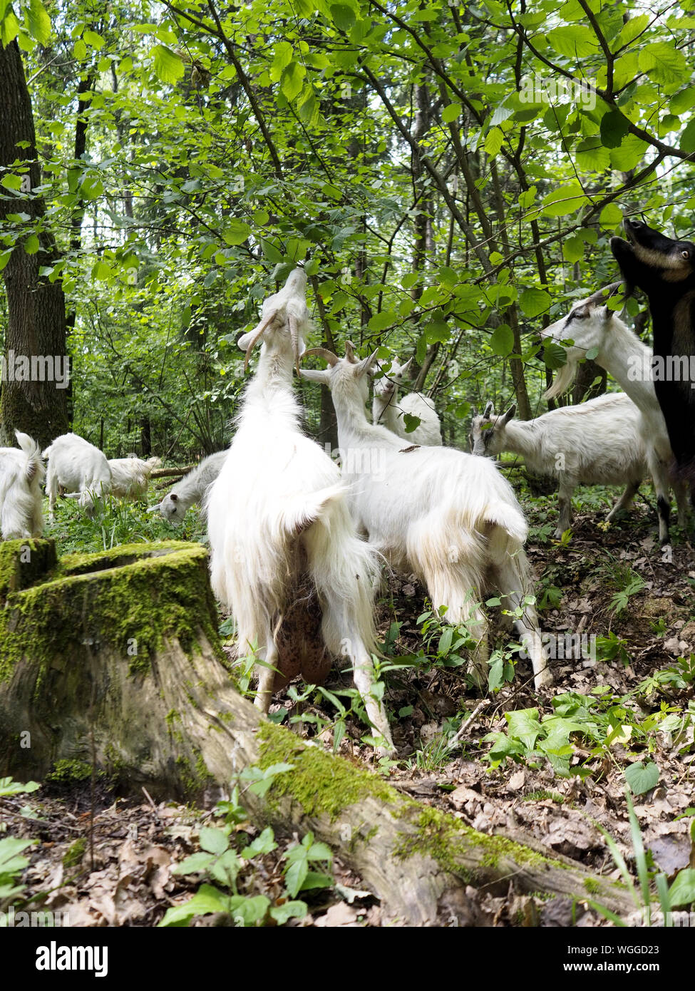 Goats Eating Plants In Forest Stock Photo