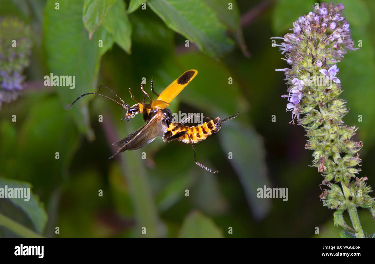 Beetle flight hires stock photography and images Alamy