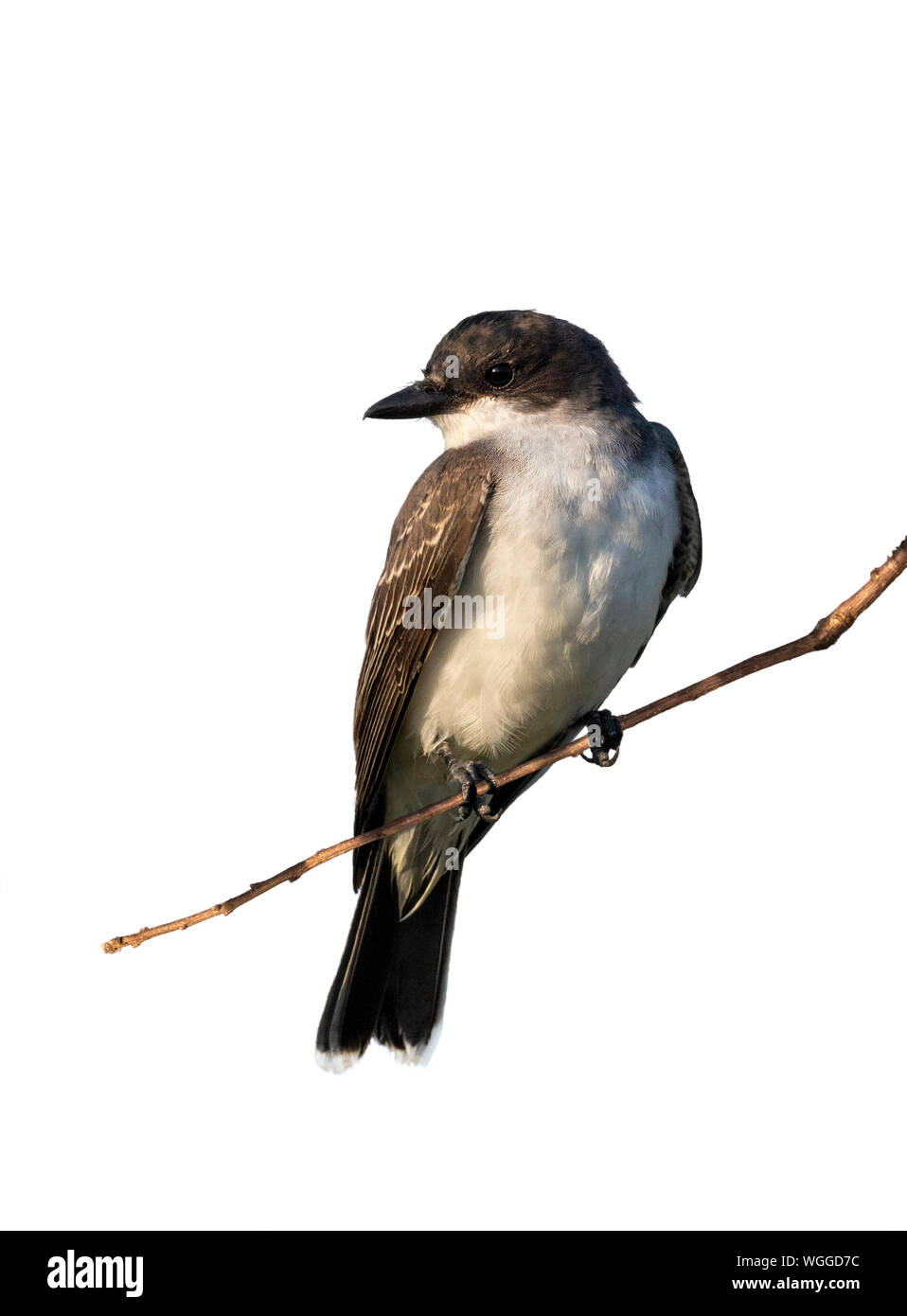 Eastern kingbird (Tyrannus tyrannus) perching, isolated on white background. Stock Photo