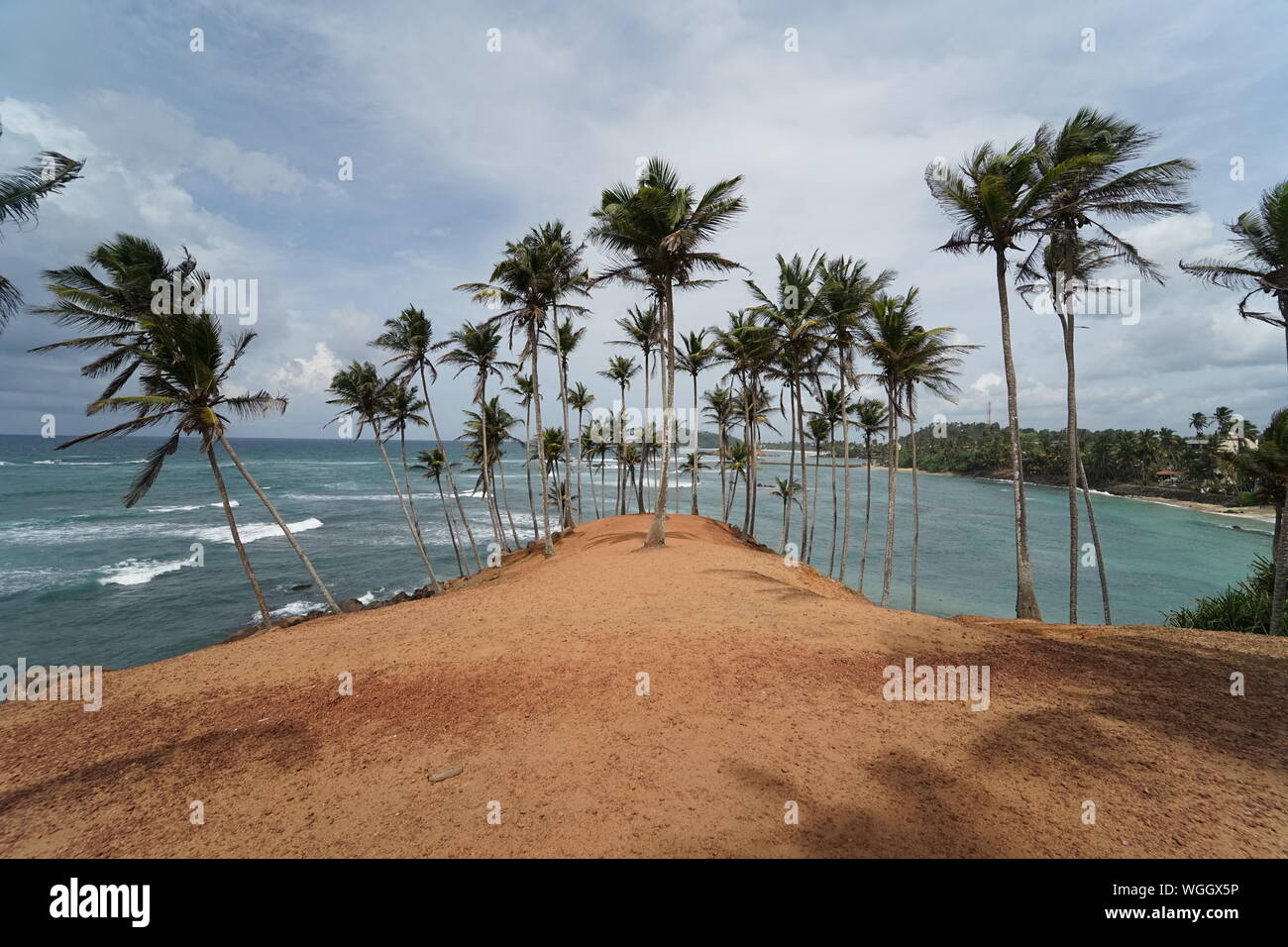 Coconut Tree at Mirissa Beach Stock Photo Alamy
